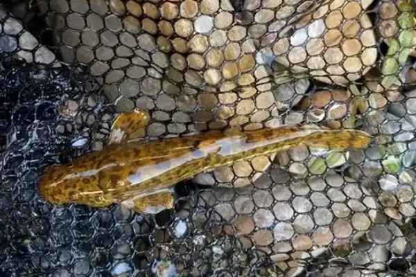 亮背纹胸鮡是什么鱼？