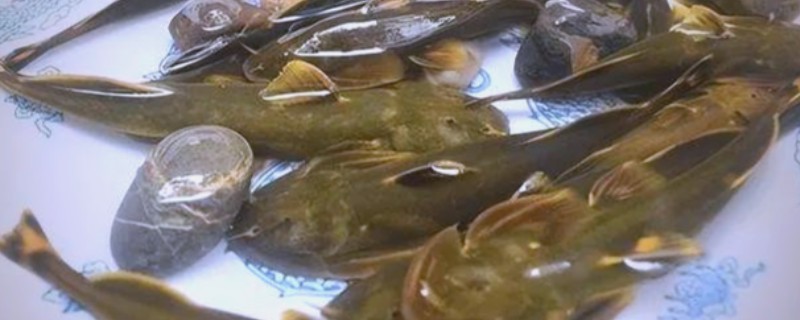 亮背纹胸鮡是什么鱼?