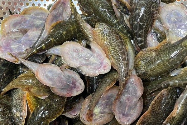 四川鮡是什么鱼？