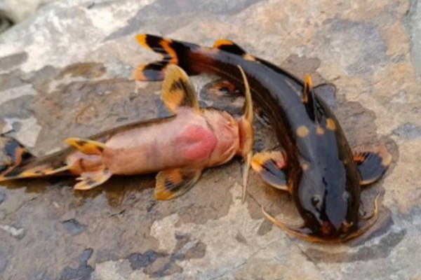 亮背纹胸鮡是什么鱼？