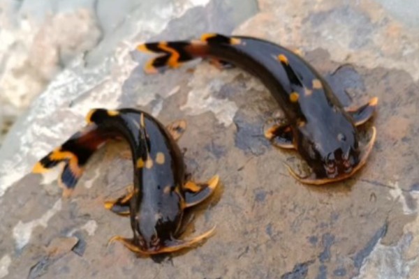 亮背纹胸鮡是什么鱼？