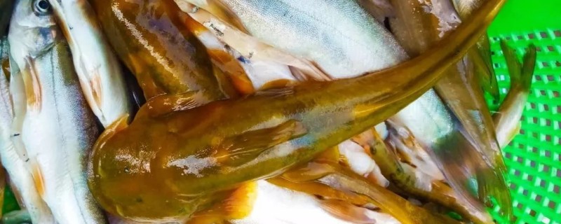 云南拟鰋是什么鱼？