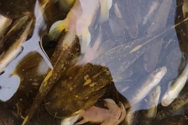 云南拟鰋是什么鱼？