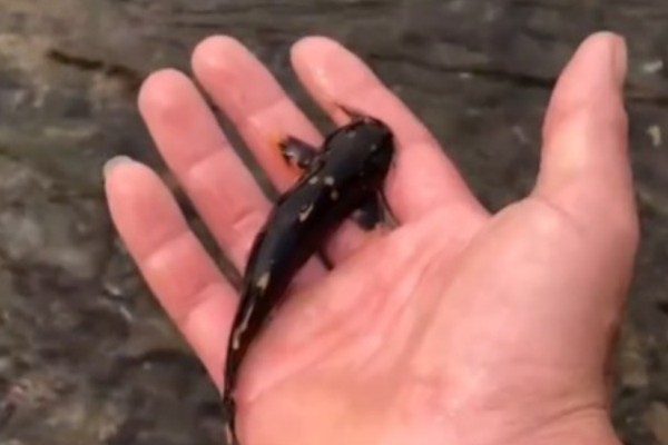 云南拟鰋是什么鱼？