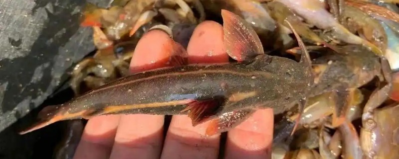 四川鮡是什么鱼？