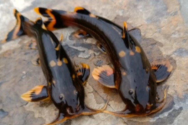 云南拟鰋是什么鱼？