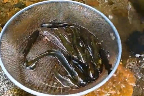 中华鮡是什么鱼？