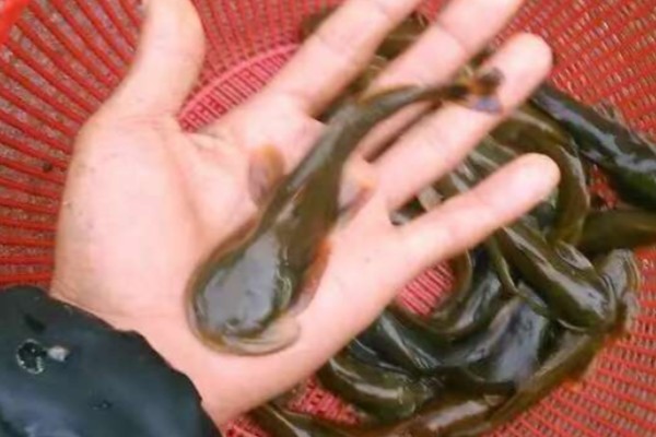 中华鮡是什么鱼？