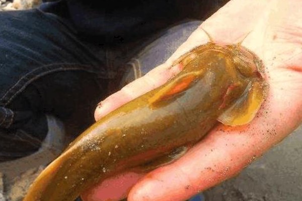 四川鮡是什么鱼？