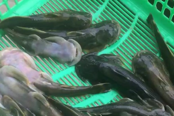 中华鮡是什么鱼？