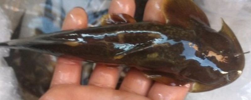 中华鮡是什么鱼？