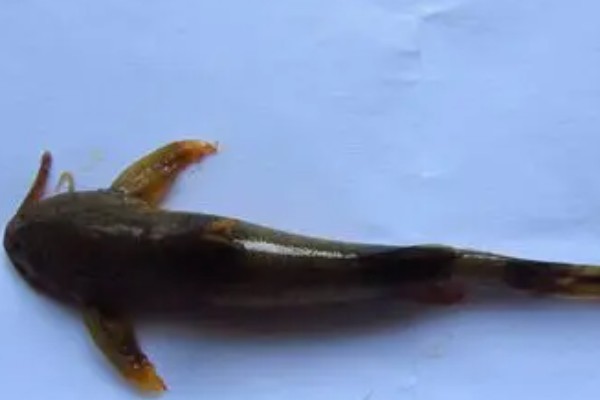 中华纹胸鮡是什么鱼？