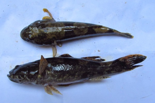 中华纹胸鮡是什么鱼？