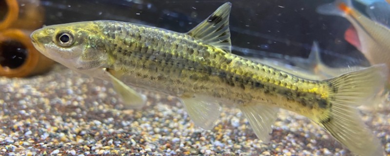 颌须鮈是什么鱼？