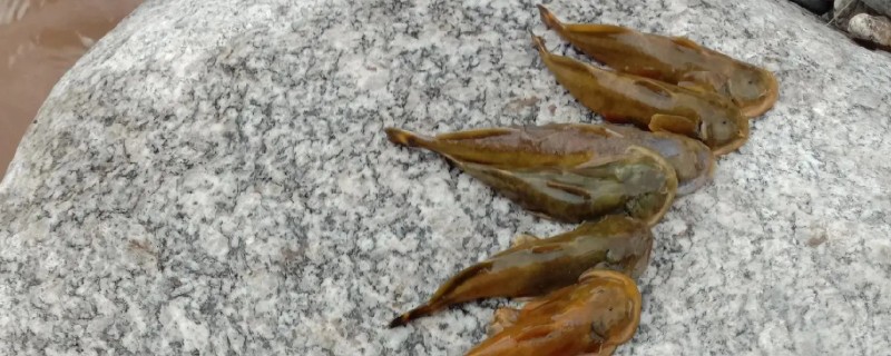 后臀鮡是什么鱼?