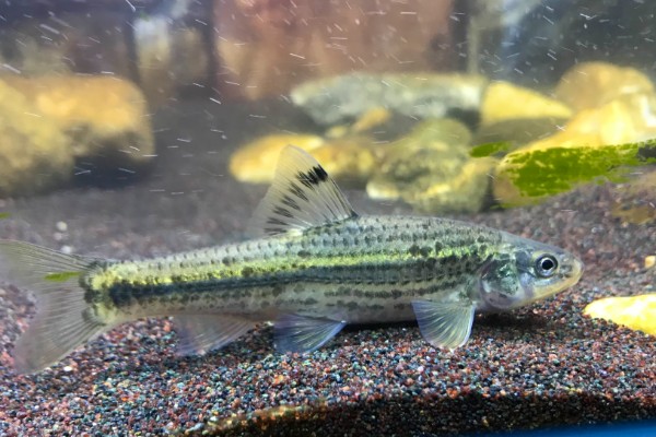 颌须鮈是什么鱼？