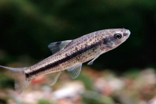 颌须鮈是什么鱼？