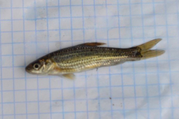 东北颌须鮈是什么鱼？