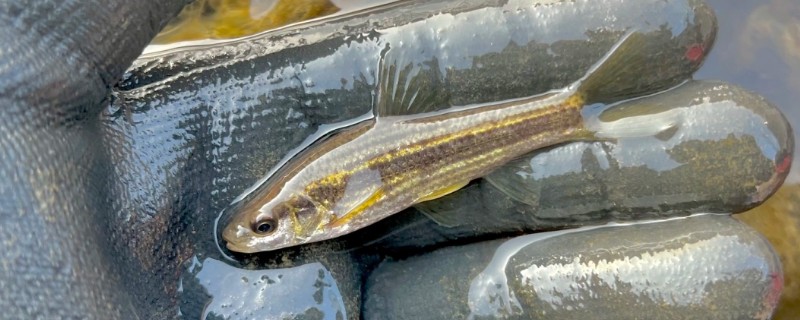 东北颌须鮈是什么鱼？