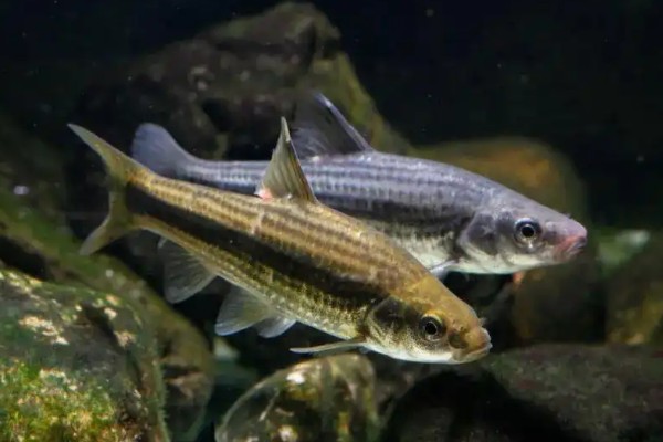 东北颌须鮈是什么鱼？