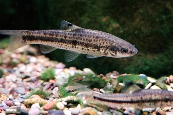 颌须鮈是什么鱼？