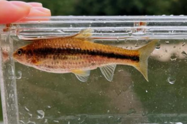 中间颌须鮈是什么鱼？