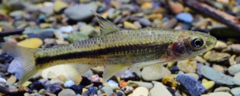 嘉陵颌须鮈是什么鱼？