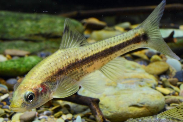 嘉陵颌须鮈是什么鱼？