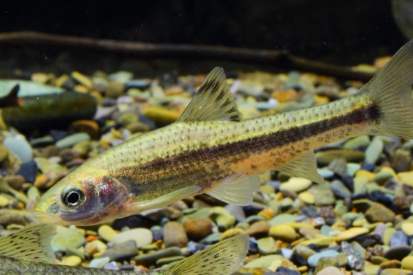 嘉陵颌须鮈是什么鱼？