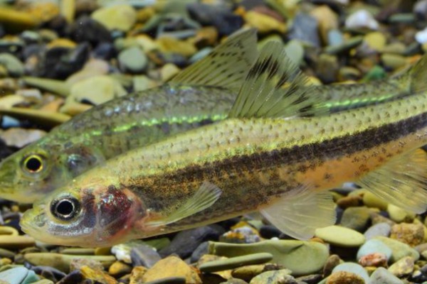 中间颌须鮈是什么鱼？