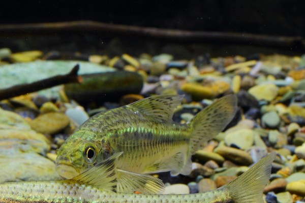 中间颌须鮈是什么鱼？