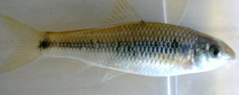 多纹颌须鮈是什么鱼？