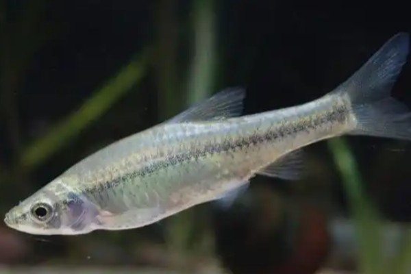 多纹颌须鮈是什么鱼？