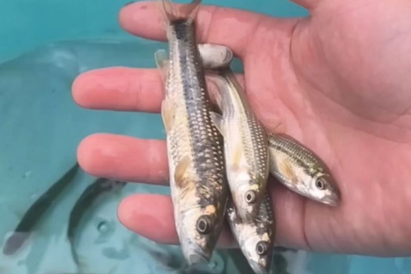 多纹颌须鮈是什么鱼？