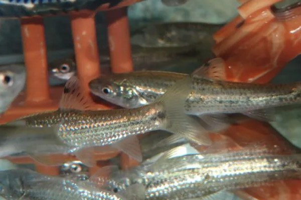 隐须颌须鮈是什么鱼？