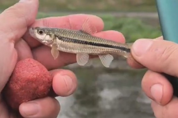 点纹颌须鮈是什么鱼？