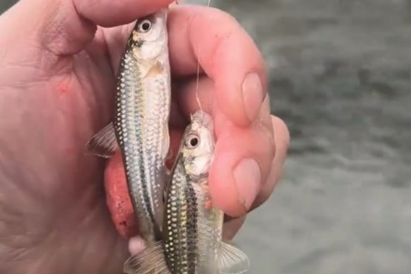 点纹颌须鮈是什么鱼？