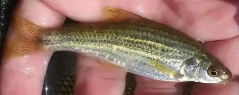 隐须颌须鮈是什么鱼？