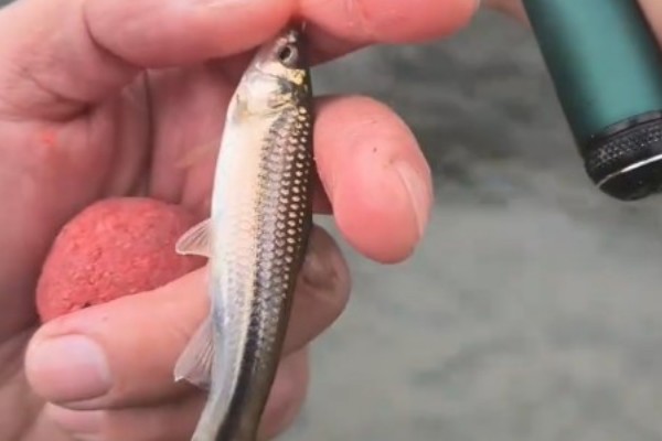 点纹颌须鮈是什么鱼？