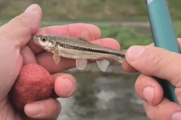 短须颌须鮈是什么鱼？