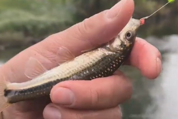 短须颌须鮈是什么鱼？