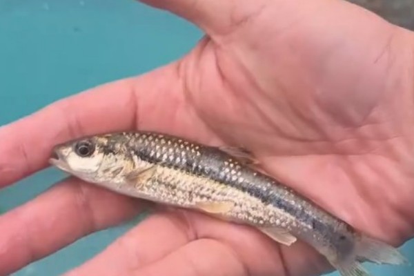 西湖颌须鮈是什么鱼？