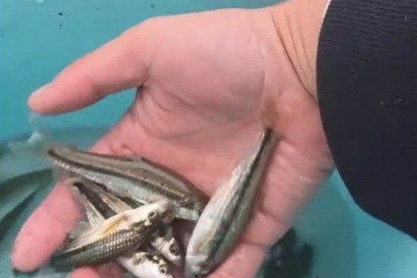 西湖颌须鮈是什么鱼？