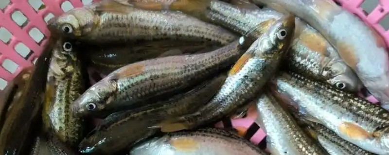 西湖颌须鮈是什么鱼？