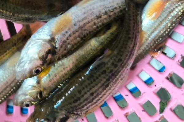 西湖颌须鮈是什么鱼？