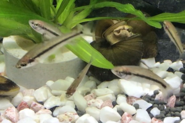 银色颌须鮈是什么鱼？