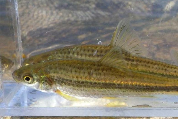 隐须颌须鮈是什么鱼？