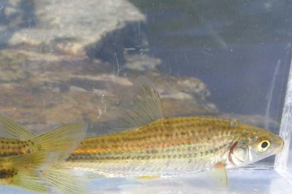 隐须颌须鮈是什么鱼？