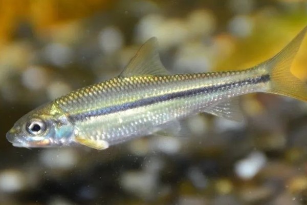 银色颌须鮈是什么鱼？
