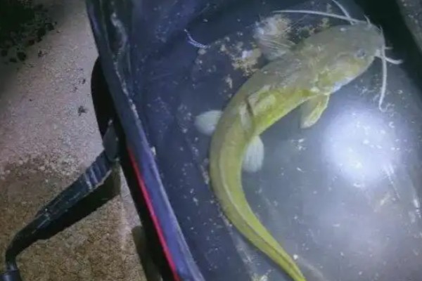 长胸异鮡是什么鱼?